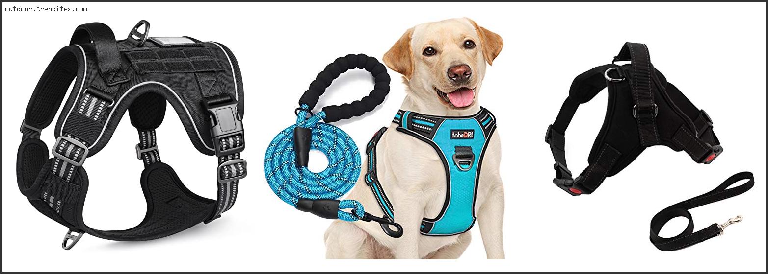 Best Walking Harness For Pitbull