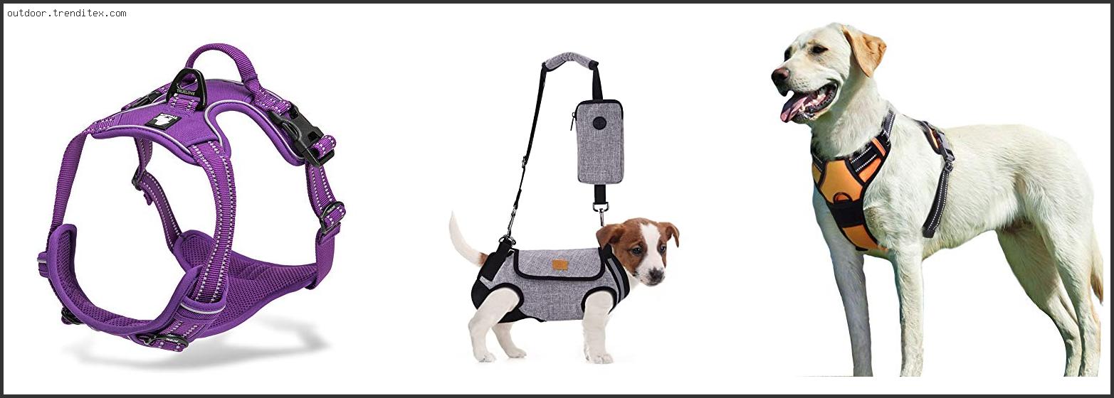 Best Dog Harness For Outdoors