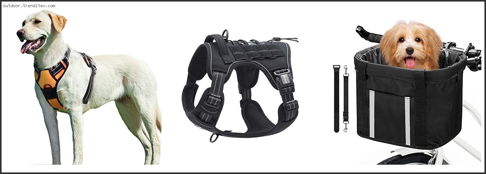 Best Dog Harness For Cycling