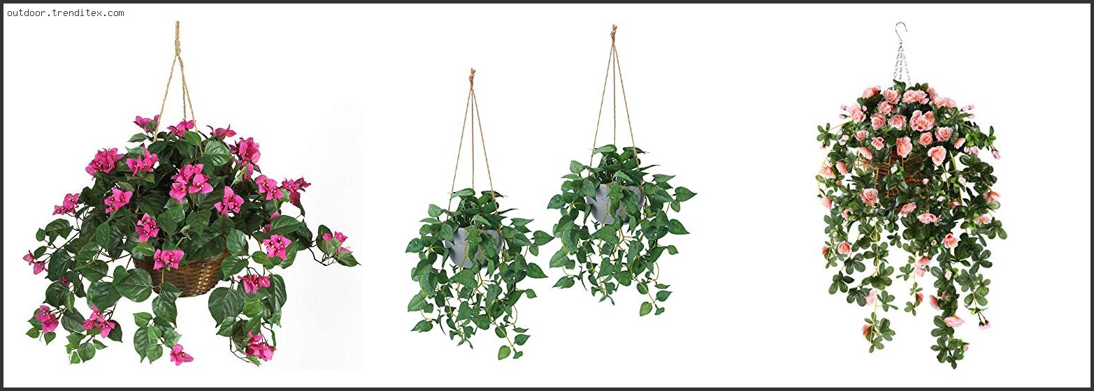 Best Hanging Plants For Outdoors