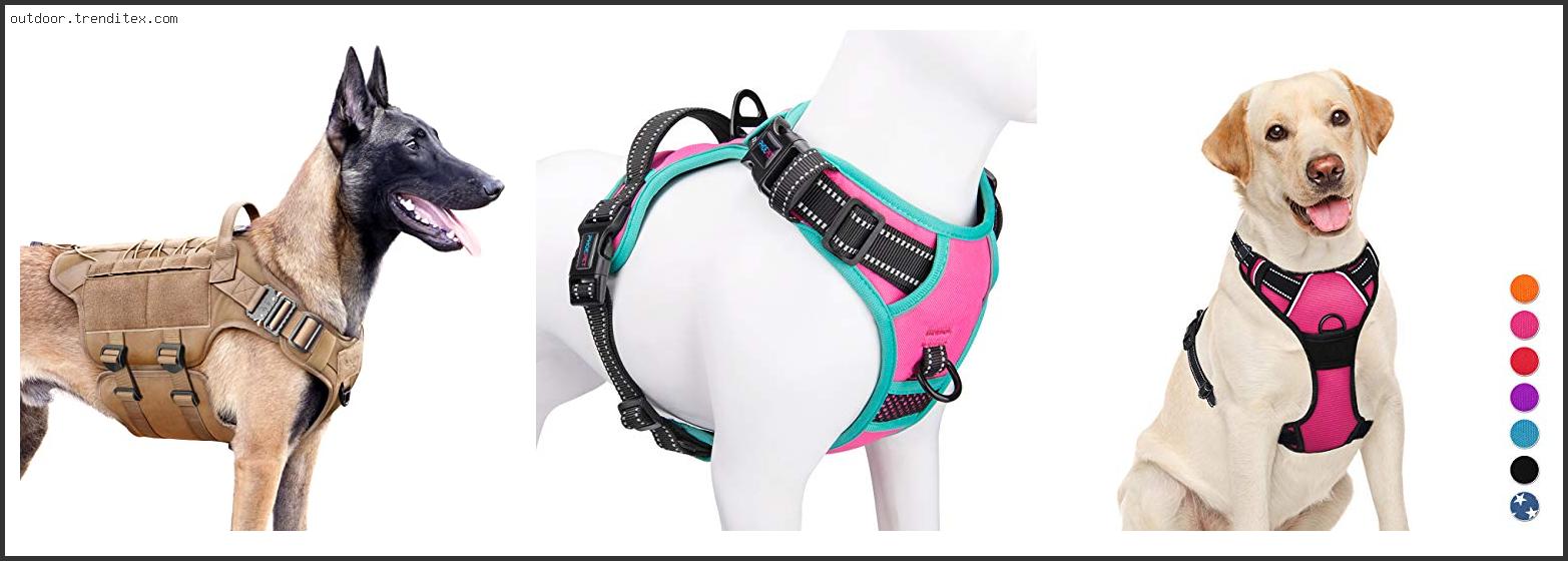 Best Dog Walking Harness